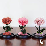 Everlasting Preserved Medium Size Rose Glass Dome
