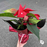 Christmas Poinsettia Bundle - The Daily Bunch
