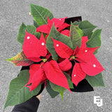 Christmas Poinsettia Bundle - The Daily Bunch
